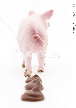 ブタとフン: Pig and its feces 19246944