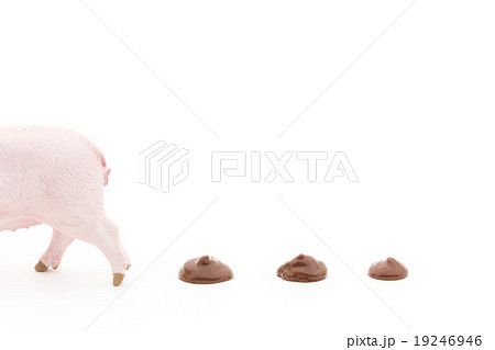 ブタとフン: Pig and its feces 19246946