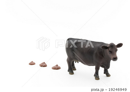 ウシのフン Feces Of Cowsの写真素材