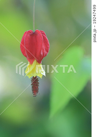 アプチロン 19247499