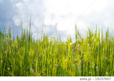 Fresh green grass with dew drop closeup Fresh green grass with dew drop closeup 19247607
