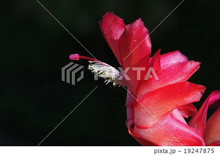 花 花 19247875