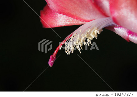 花 19247877