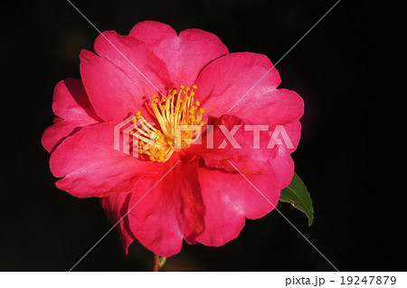 花 花 19247879