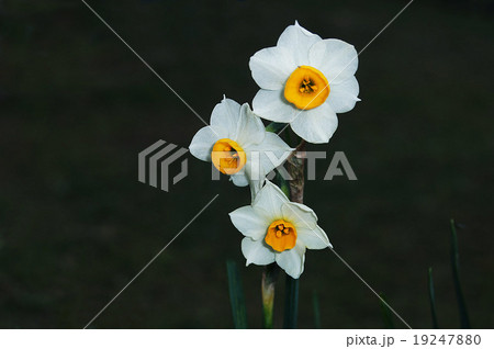 花 花 19247880