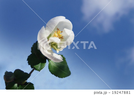 花 花 19247881
