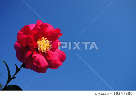 花 花 19247886