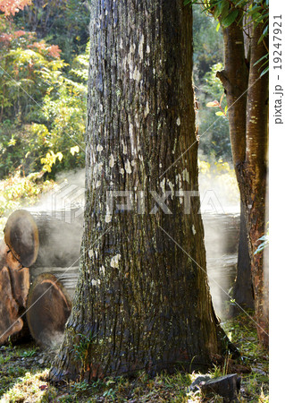 三島 釈妙法華寺の樹木 三島 釈妙法華寺の樹木 19247921