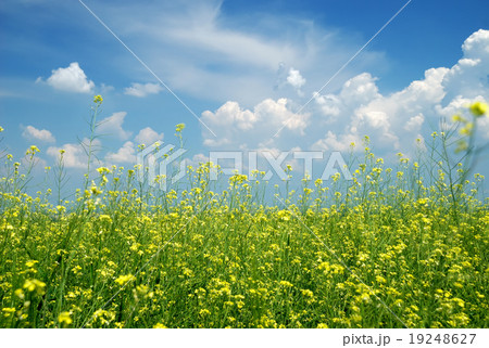 Yellow flower field with blue sky 19248627