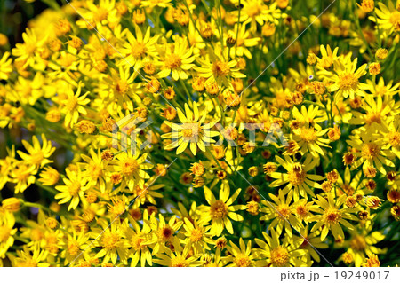 Senecio erucifolius flowers 19249017