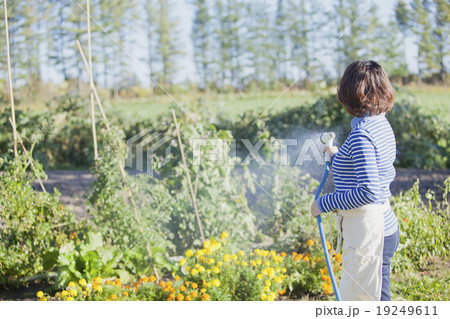 ガーデニングする女性 ガーデニングする女性 19249611