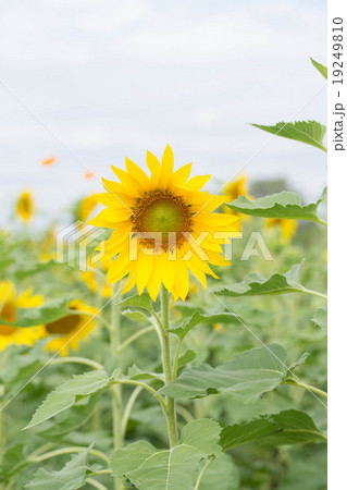 Sunflower field 19249810