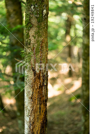 クマの爪痕 19249841