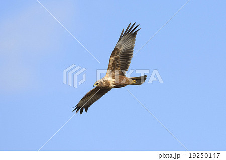 チュウヒ飛翔 19250147