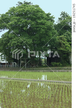 仁科神社　御神木 19251745