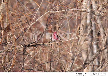 オオマシコ 19252080