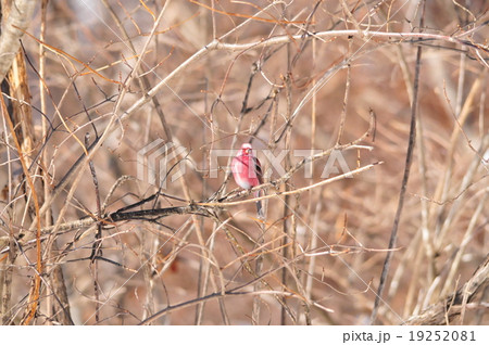 オオマシコ 19252081