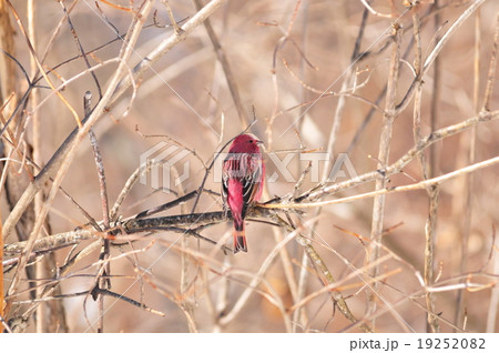 オオマシコ オオマシコ 19252082