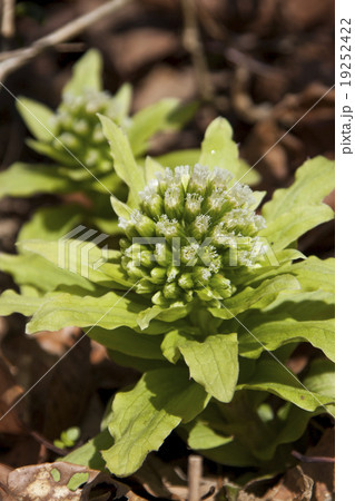 フキノトウ 19252422