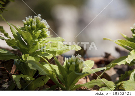 フキノトウ 19252423