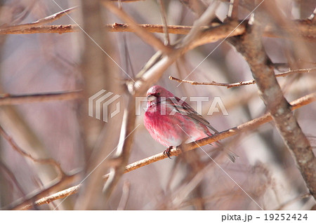 オオマシコ 19252424