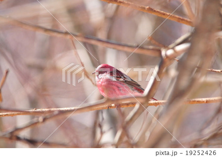 オオマシコ 19252426