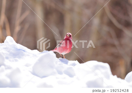 オオマシコ オオマシコ 19252428