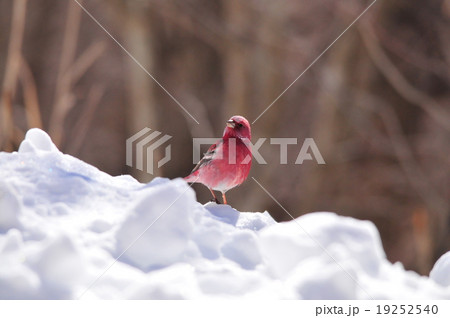 オオマシコ 19252540