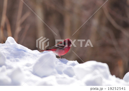 オオマシコ 19252541