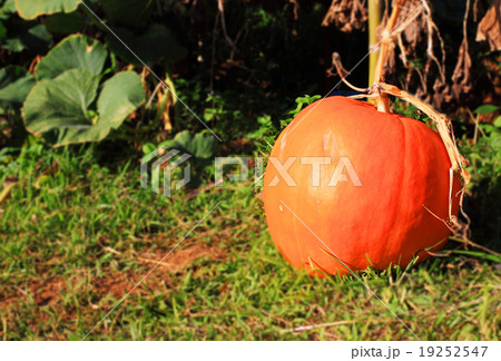 Big pumpkin Big pumpkin 19252547