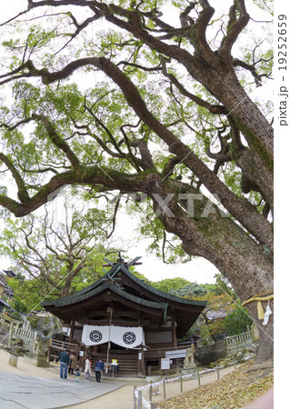 艮神社の本殿と大楠 艮神社の本殿と大楠 19252659