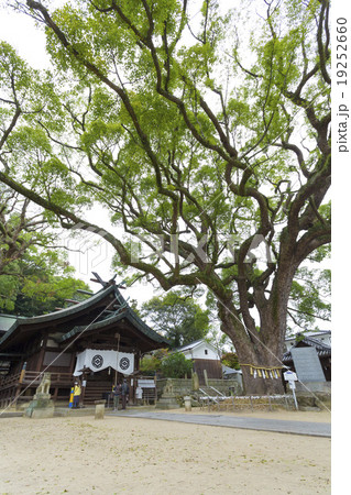 艮神社の本殿と大楠 19252660