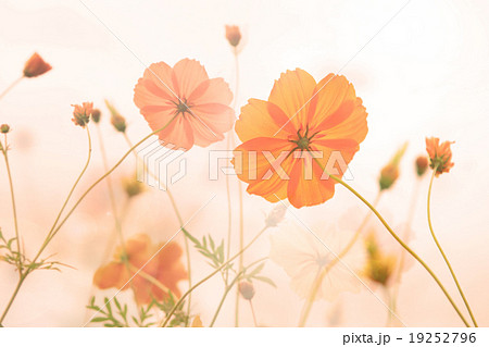 Blur and soft Yellow cosmos flower 19252796