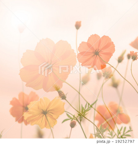 Blur and soft Yellow cosmos flower 19252797