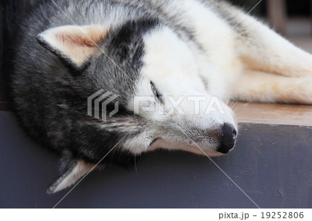 Siberian Husky Siberian Husky 19252806
