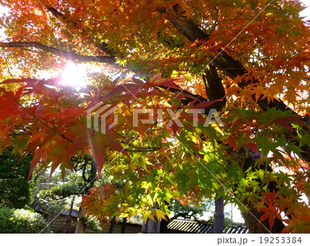 京都の紅葉 19253384