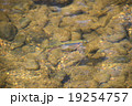 水中のオイカワ 19254757
