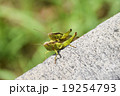 バッタの夫婦 19254793