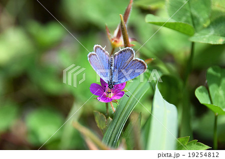 紫色の花から蜜を吸うツバメシジミ 紫色の花から蜜を吸うツバメシジミ 19254812