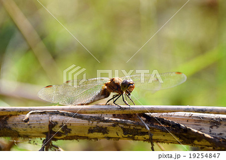 枝にとまるアキアカネ 19254847