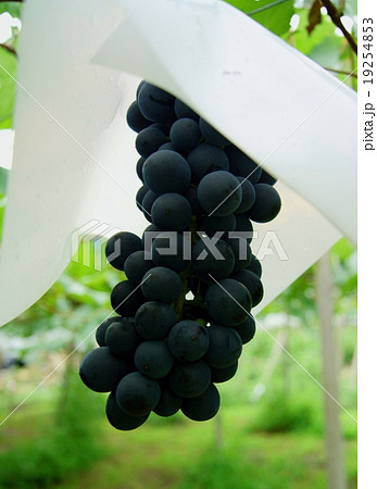 ぶどう畑　Fields of Grapes 19254853