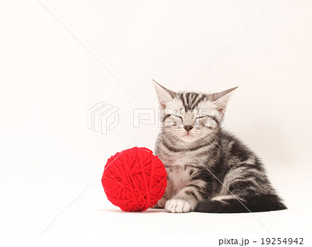 毛糸玉とアメリカンショートヘアー 19254942