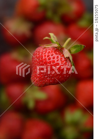 イチゴ 19255075