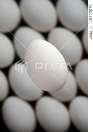 卵 19255076