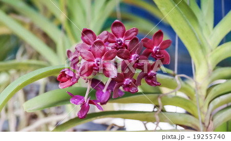 violet orchid in the garden 19255740