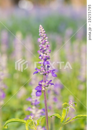 Salvia flower in the garden  19255795