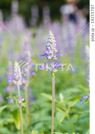 Salvia flower in the garden  19255797