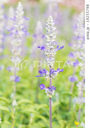 Salvia flower in the garden Salvia flower in the garden 19255798