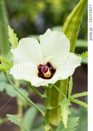 okra or lady's finger vegetable plant with flower 19255827