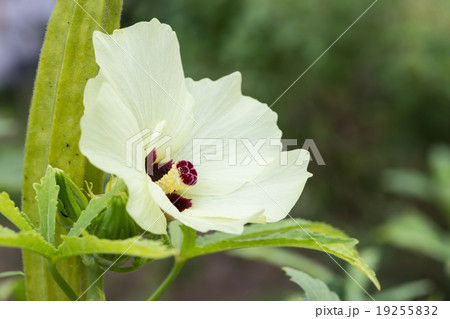 okra or lady's finger vegetable plant with flower 19255832